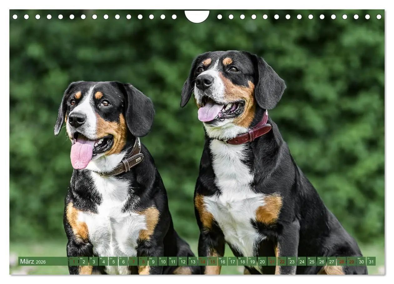 Bild: 9783516718287 | Schweizer Sennenhunde - Appenzeller - Berner - Entlebucher - Große...