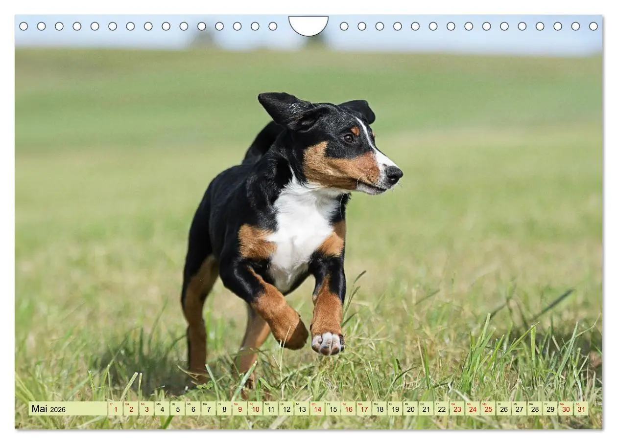 Bild: 9783516718287 | Schweizer Sennenhunde - Appenzeller - Berner - Entlebucher - Große...