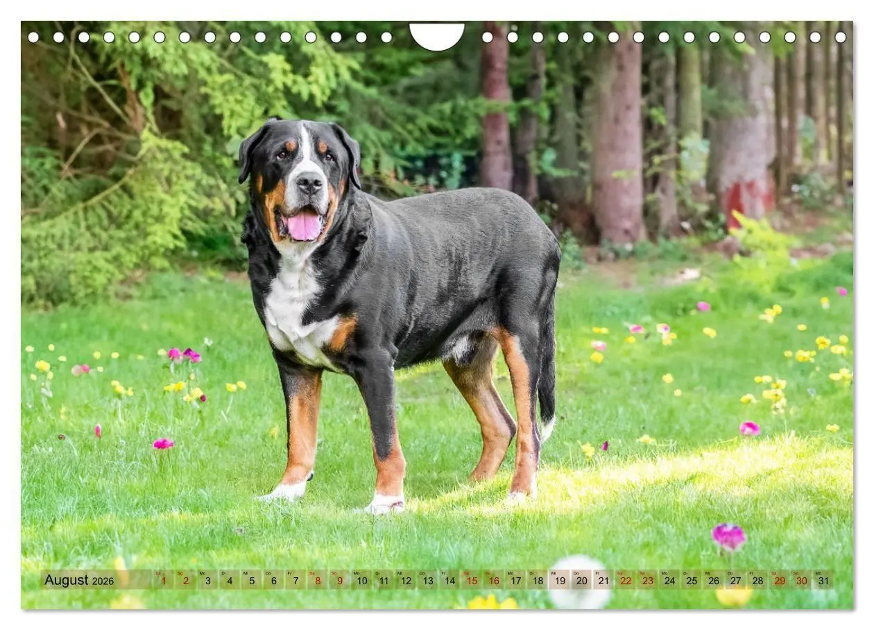 Bild: 9783516718287 | Schweizer Sennenhunde - Appenzeller - Berner - Entlebucher - Große...