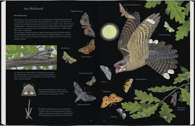 Bild: 9783836958387 | Eule, Fuchs und Fledermaus | Tiere der Nacht | Thomas Müller | Buch