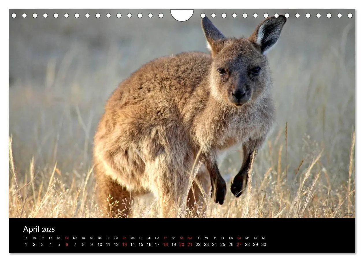 Bild: 9783435828487 | Australien (Wandkalender 2025 DIN A4 quer), CALVENDO Monatskalender