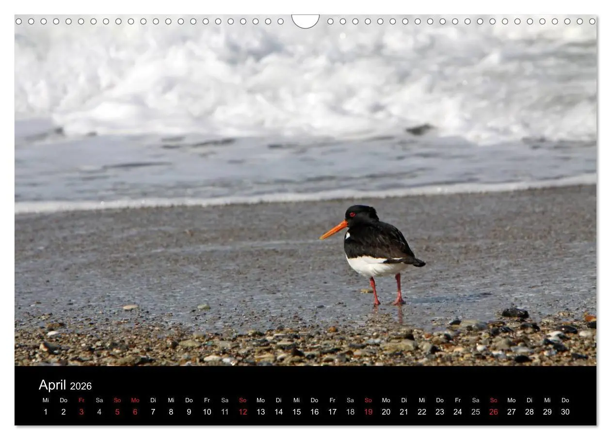 Bild: 9783516168587 | Helgoland (Wandkalender 2026 DIN A3 quer), CALVENDO Monatskalender