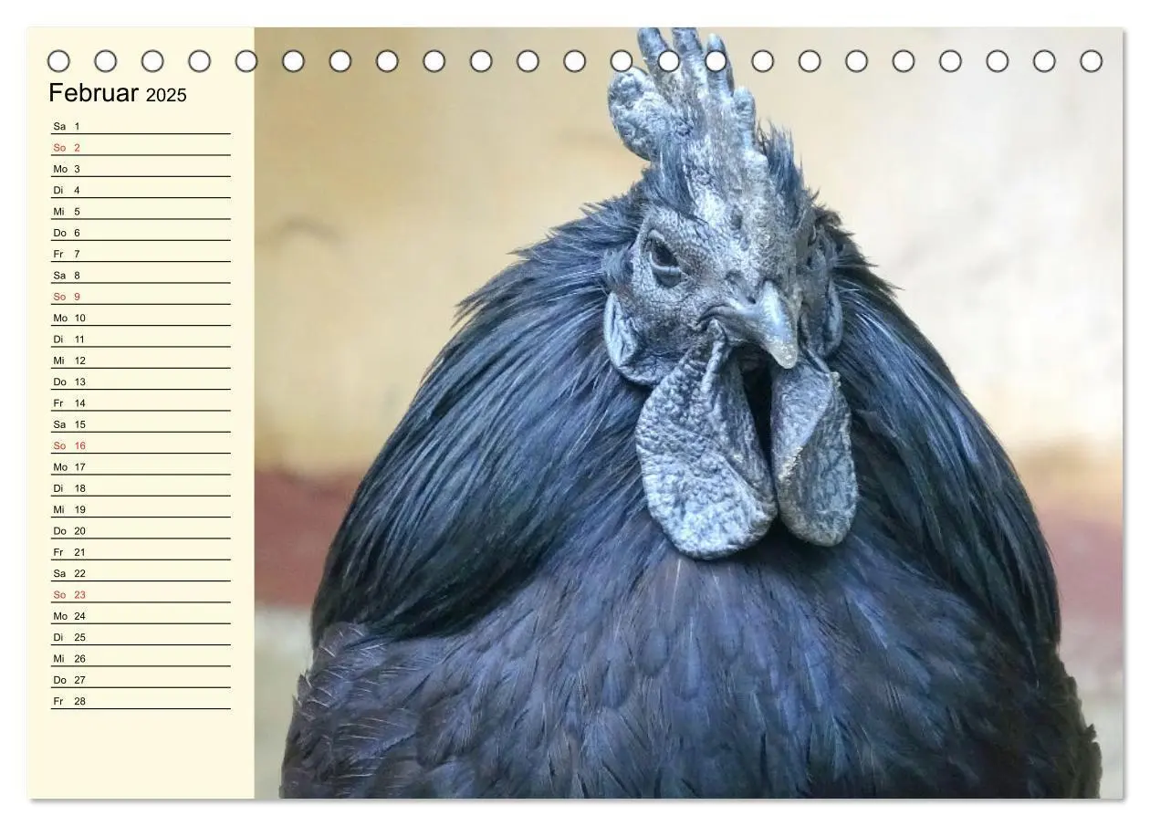 Bild: 9783435038787 | Hühner. Intelligent, schön und faszinierend (Tischkalender 2025 DIN...