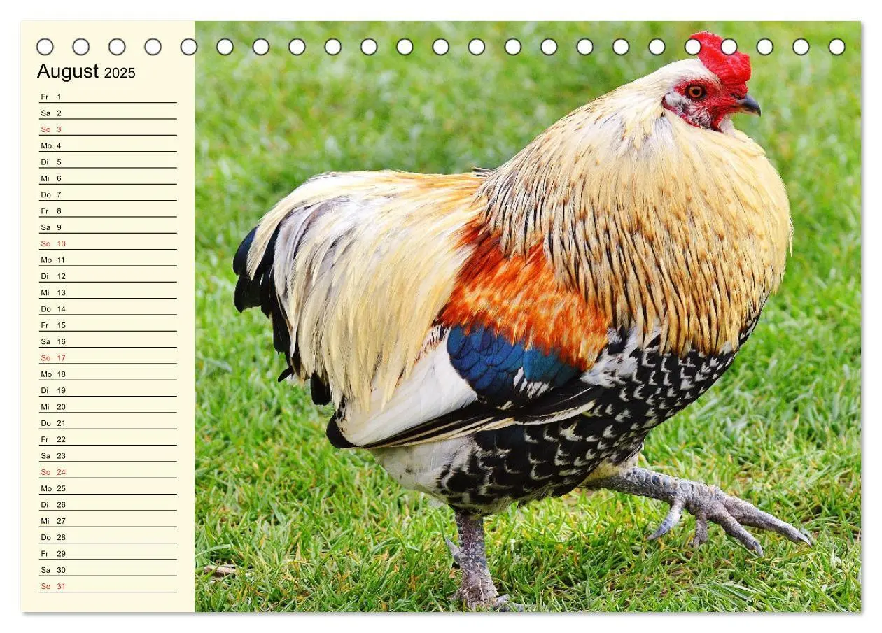 Bild: 9783435038787 | Hühner. Intelligent, schön und faszinierend (Tischkalender 2025 DIN...