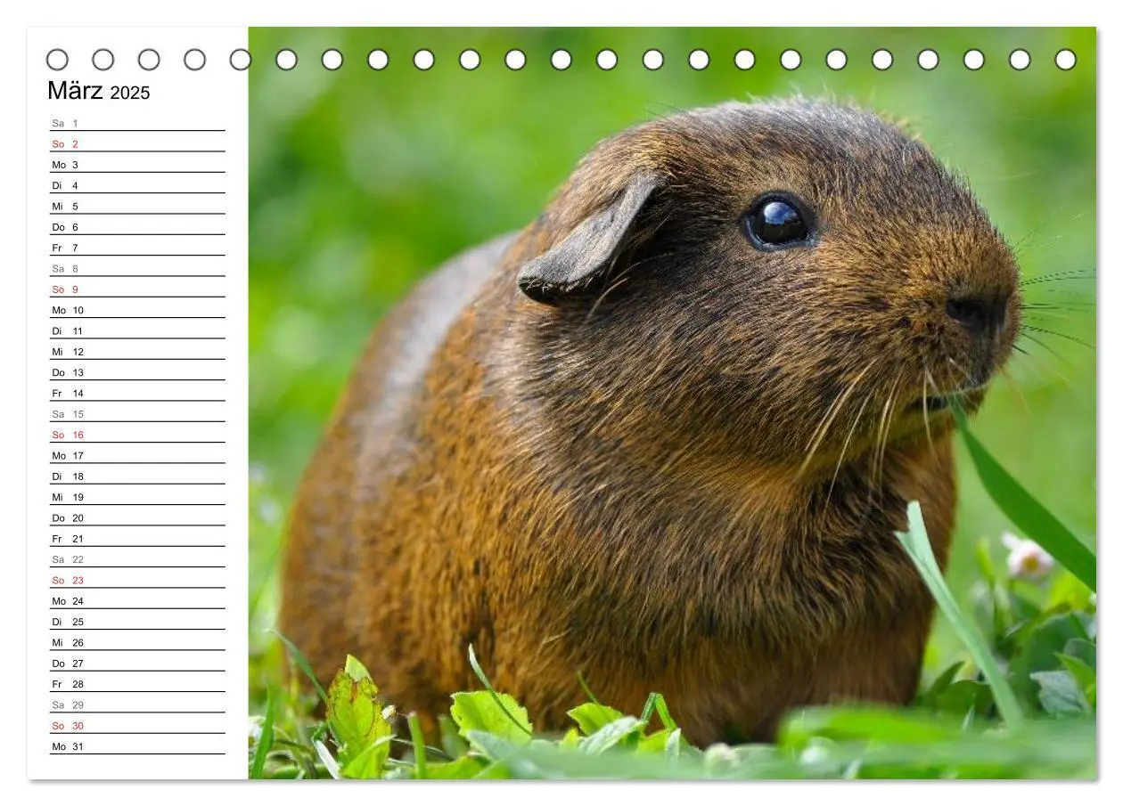 Bild: 9783435718887 | Meerschweinchen Niedliche Herzensbrecher (Tischkalender 2025 DIN A5...
