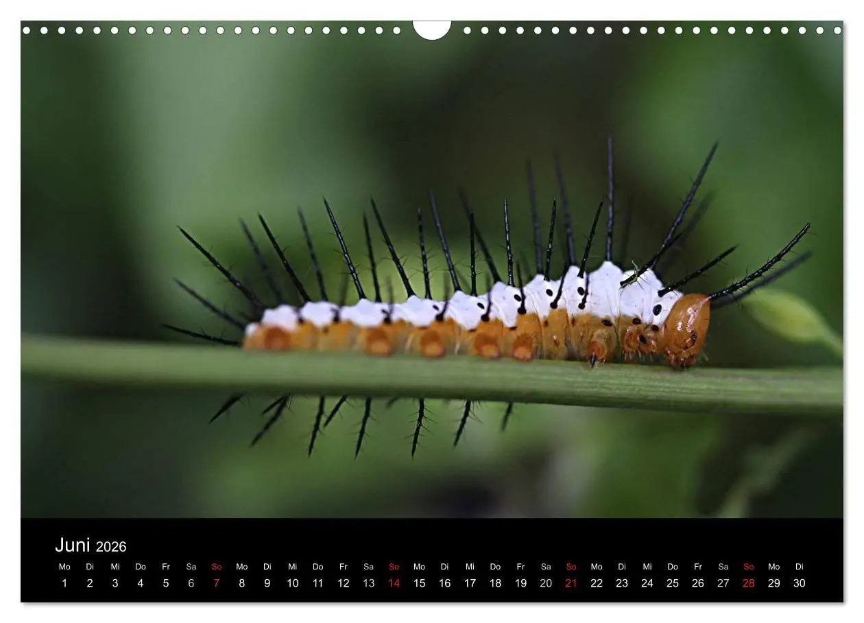 Bild: 9783516189087 | Makro-Kalender 2026 (Wandkalender 2026 DIN A3 quer), CALVENDO...