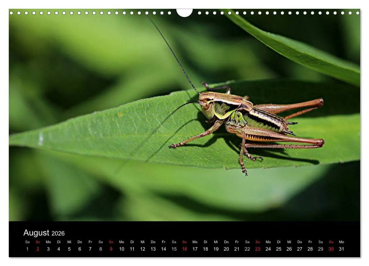Bild: 9783516189087 | Makro-Kalender 2026 (Wandkalender 2026 DIN A3 quer), CALVENDO...