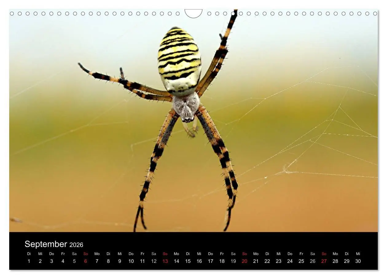 Bild: 9783516189087 | Makro-Kalender 2026 (Wandkalender 2026 DIN A3 quer), CALVENDO...