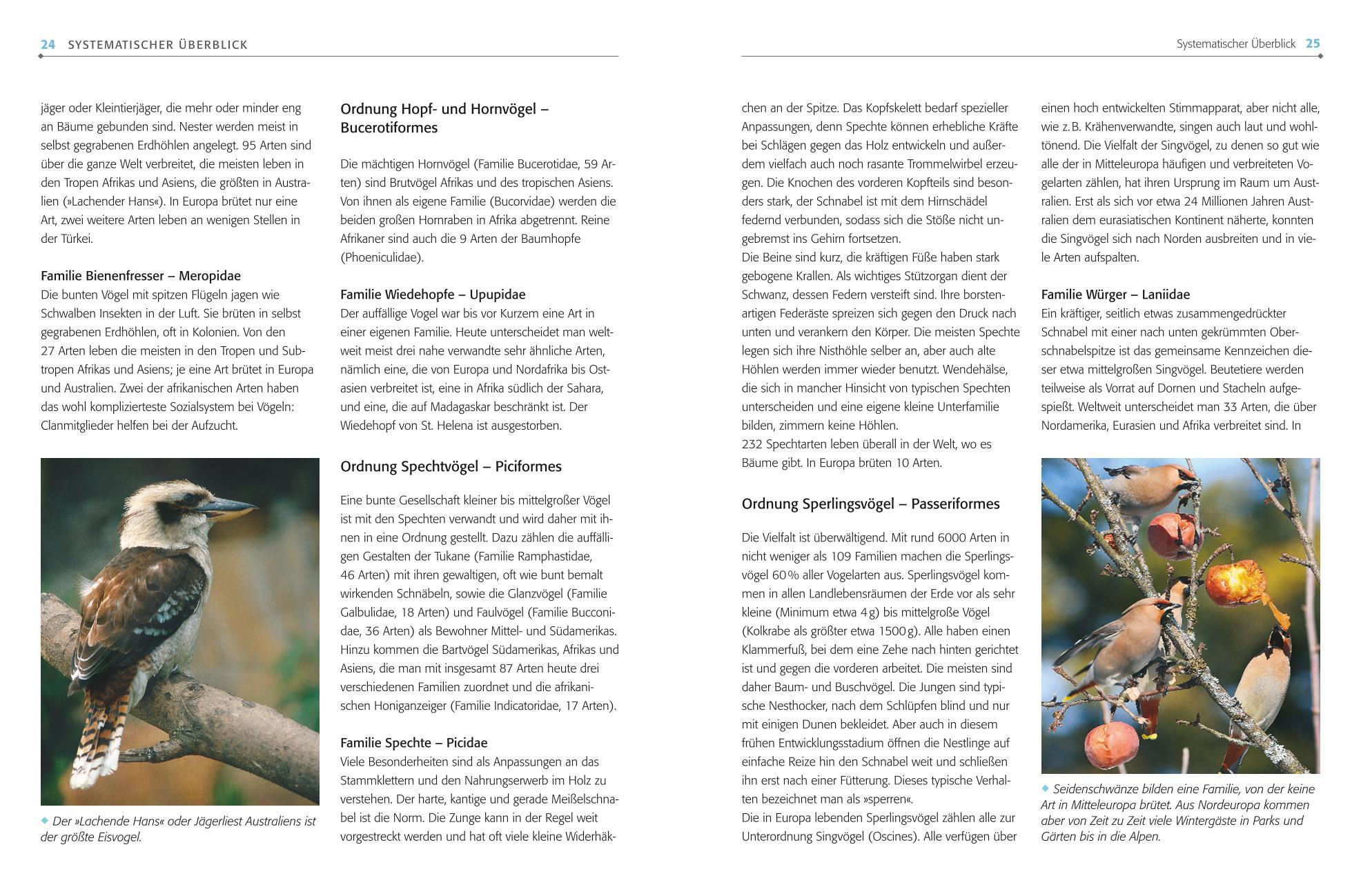 Bild: 9783835419087 | Das BLV Handbuch Vögel | Alle Brutvögel Mitteleuropas | Einhard Bezzel