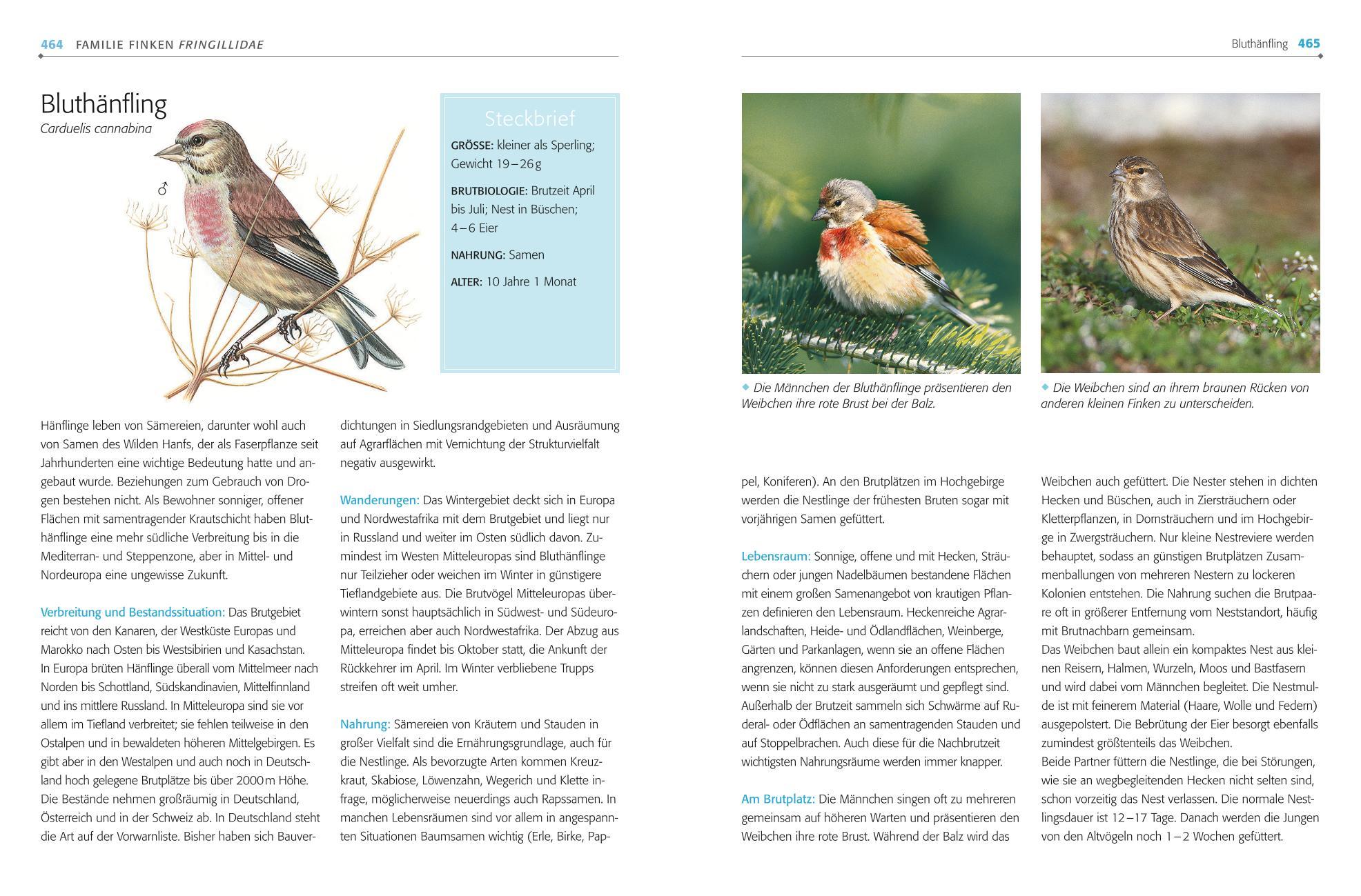 Bild: 9783835419087 | Das BLV Handbuch Vögel | Alle Brutvögel Mitteleuropas | Einhard Bezzel