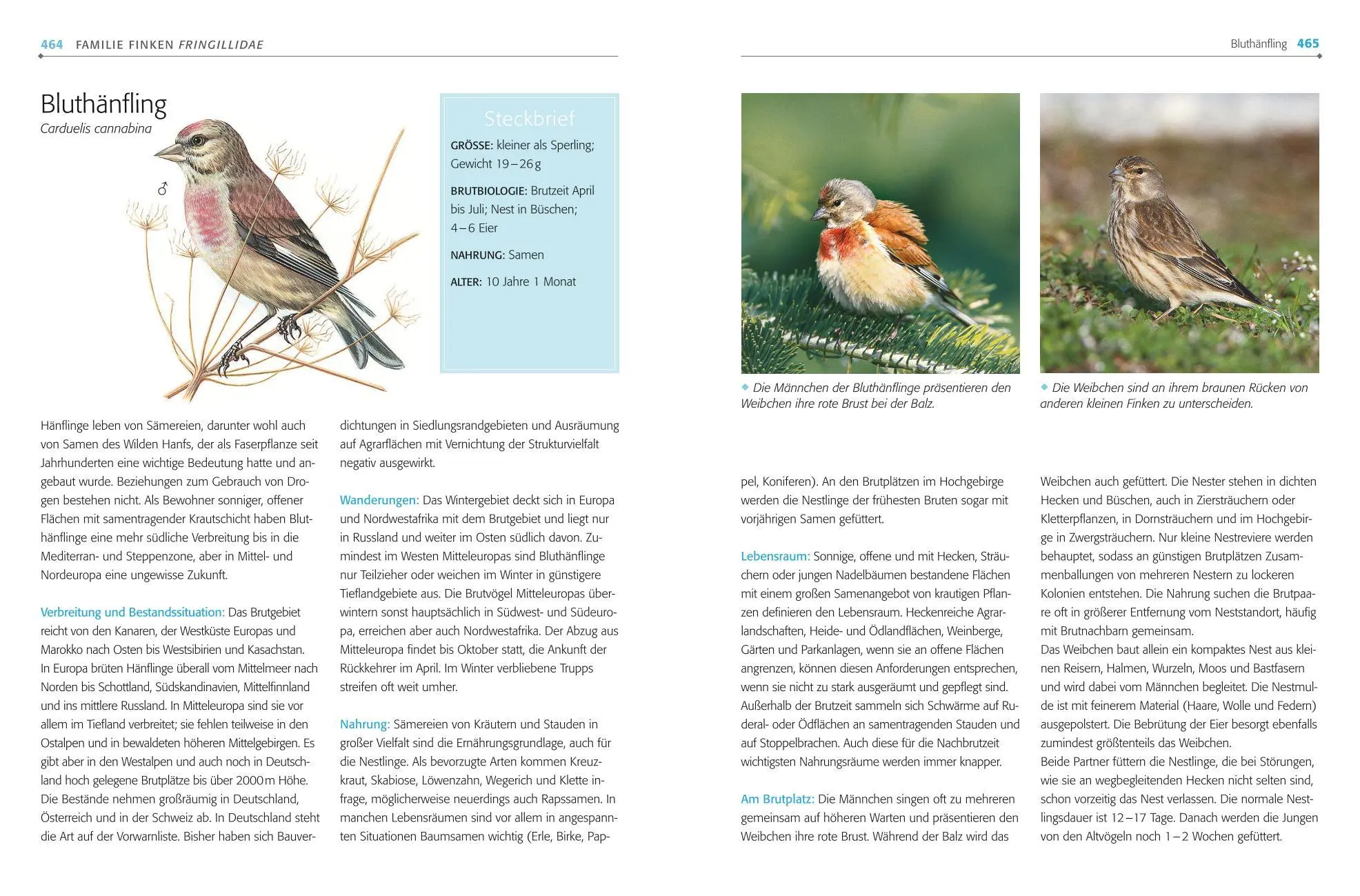 Bild: 9783835419087 | Das BLV Handbuch Vögel | Alle Brutvögel Mitteleuropas | Einhard Bezzel