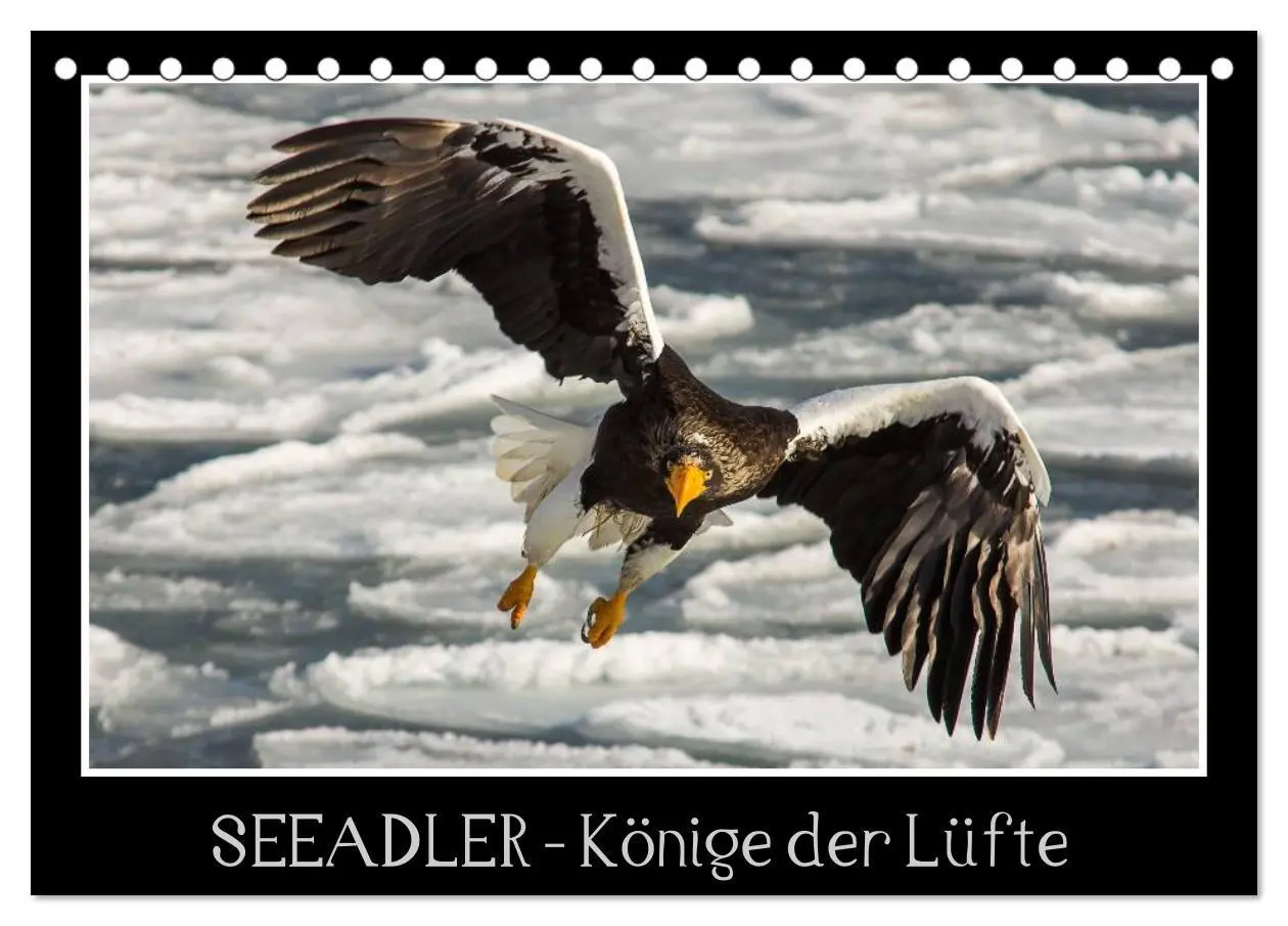 Cover: 9783516179187 | Seeadler - Könige der Lüfte (Tischkalender 2026 DIN A5 quer),...