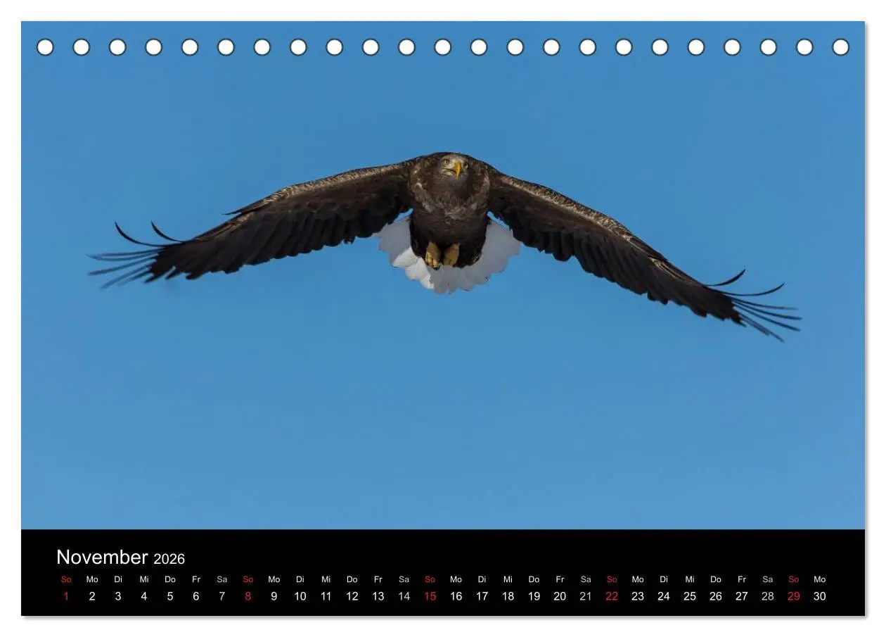 Bild: 9783516179187 | Seeadler - Könige der Lüfte (Tischkalender 2026 DIN A5 quer),...