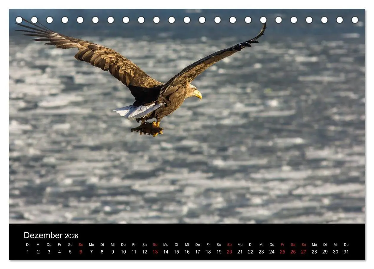 Bild: 9783516179187 | Seeadler - Könige der Lüfte (Tischkalender 2026 DIN A5 quer),...