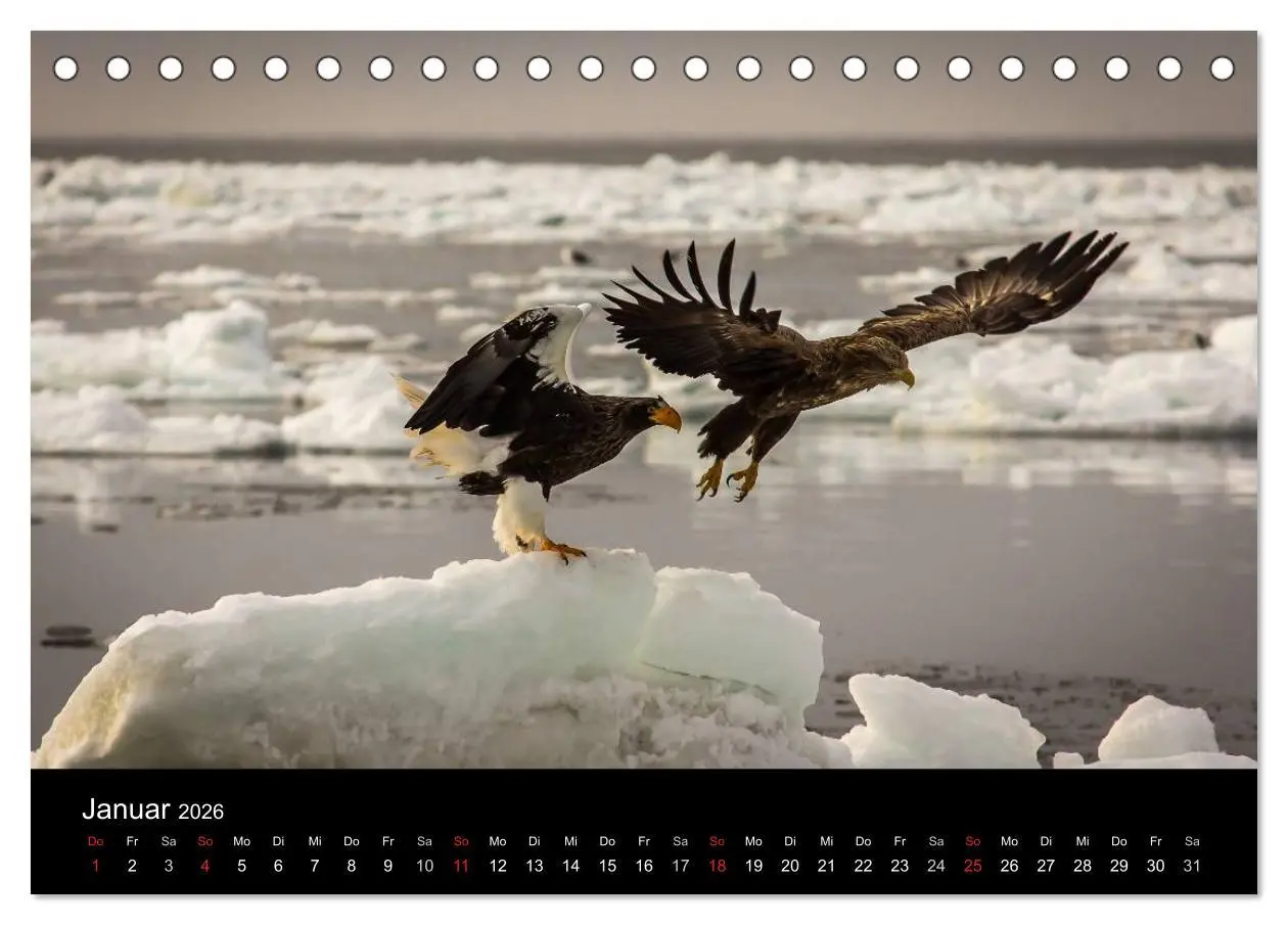 Bild: 9783516179187 | Seeadler - Könige der Lüfte (Tischkalender 2026 DIN A5 quer),...