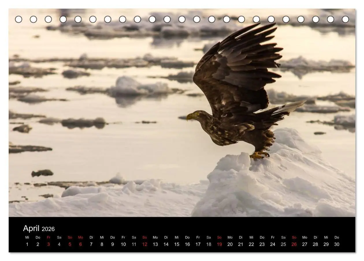 Bild: 9783516179187 | Seeadler - Könige der Lüfte (Tischkalender 2026 DIN A5 quer),...