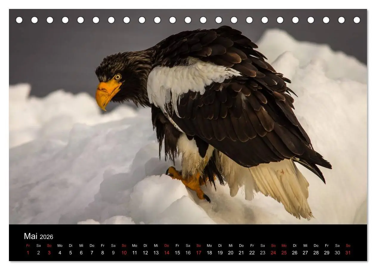 Bild: 9783516179187 | Seeadler - Könige der Lüfte (Tischkalender 2026 DIN A5 quer),...