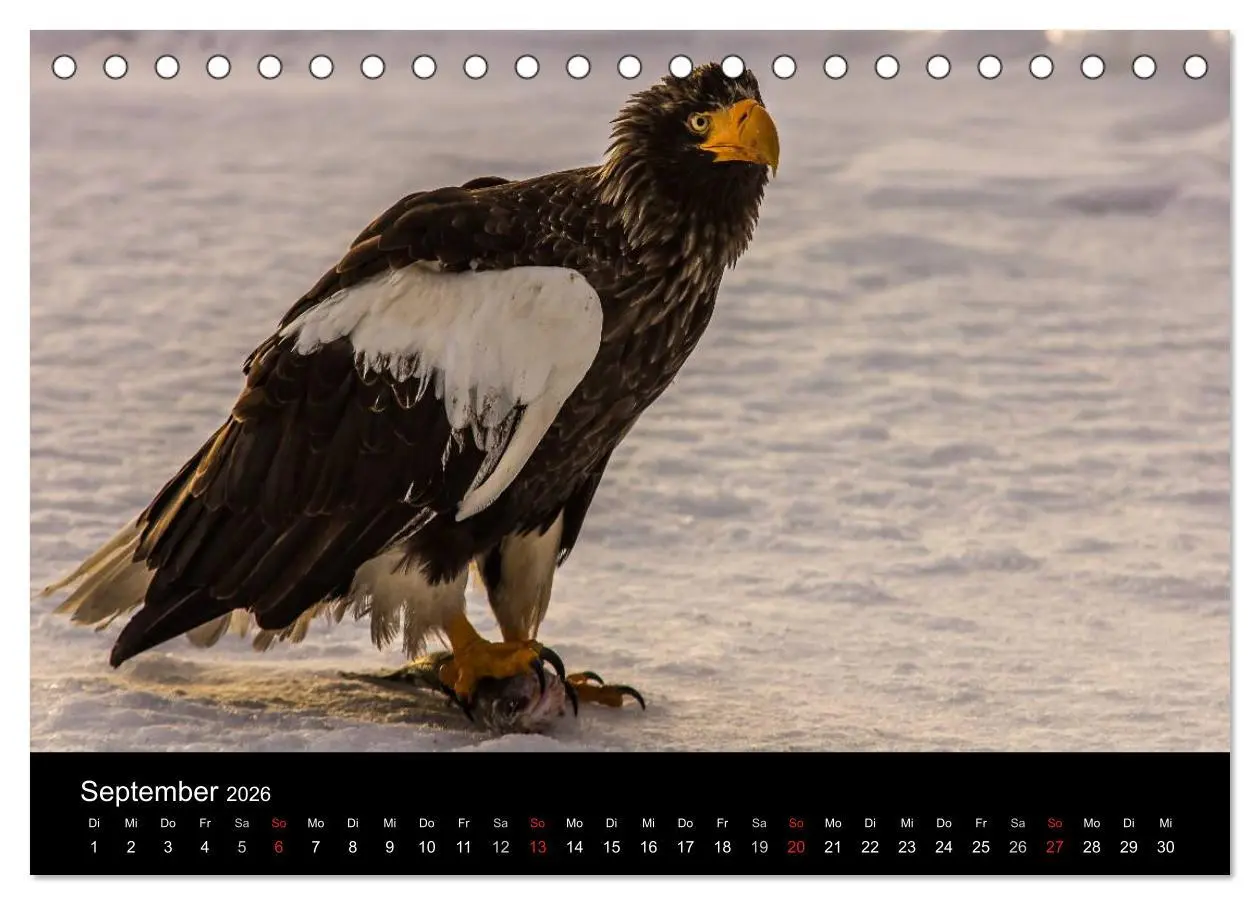 Bild: 9783516179187 | Seeadler - Könige der Lüfte (Tischkalender 2026 DIN A5 quer),...