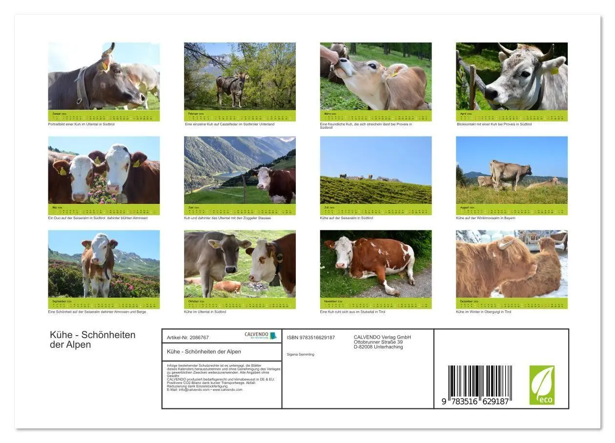 Bild: 9783516629187 | Kühe - Schönheiten der Alpen (Wandkalender 2026 DIN A4 quer),...