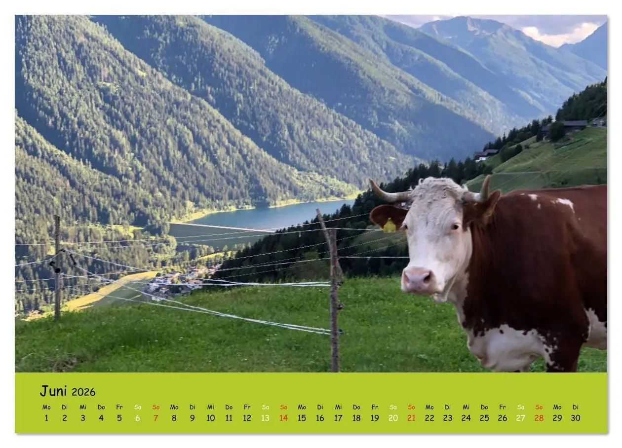 Bild: 9783516629187 | Kühe - Schönheiten der Alpen (Wandkalender 2026 DIN A4 quer),...