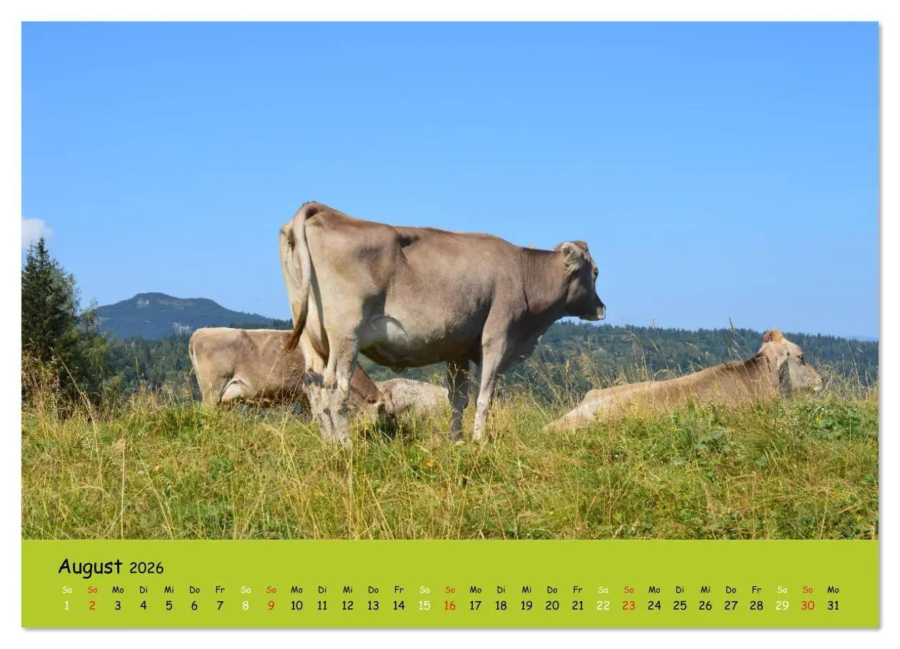 Bild: 9783516629187 | Kühe - Schönheiten der Alpen (Wandkalender 2026 DIN A4 quer),...