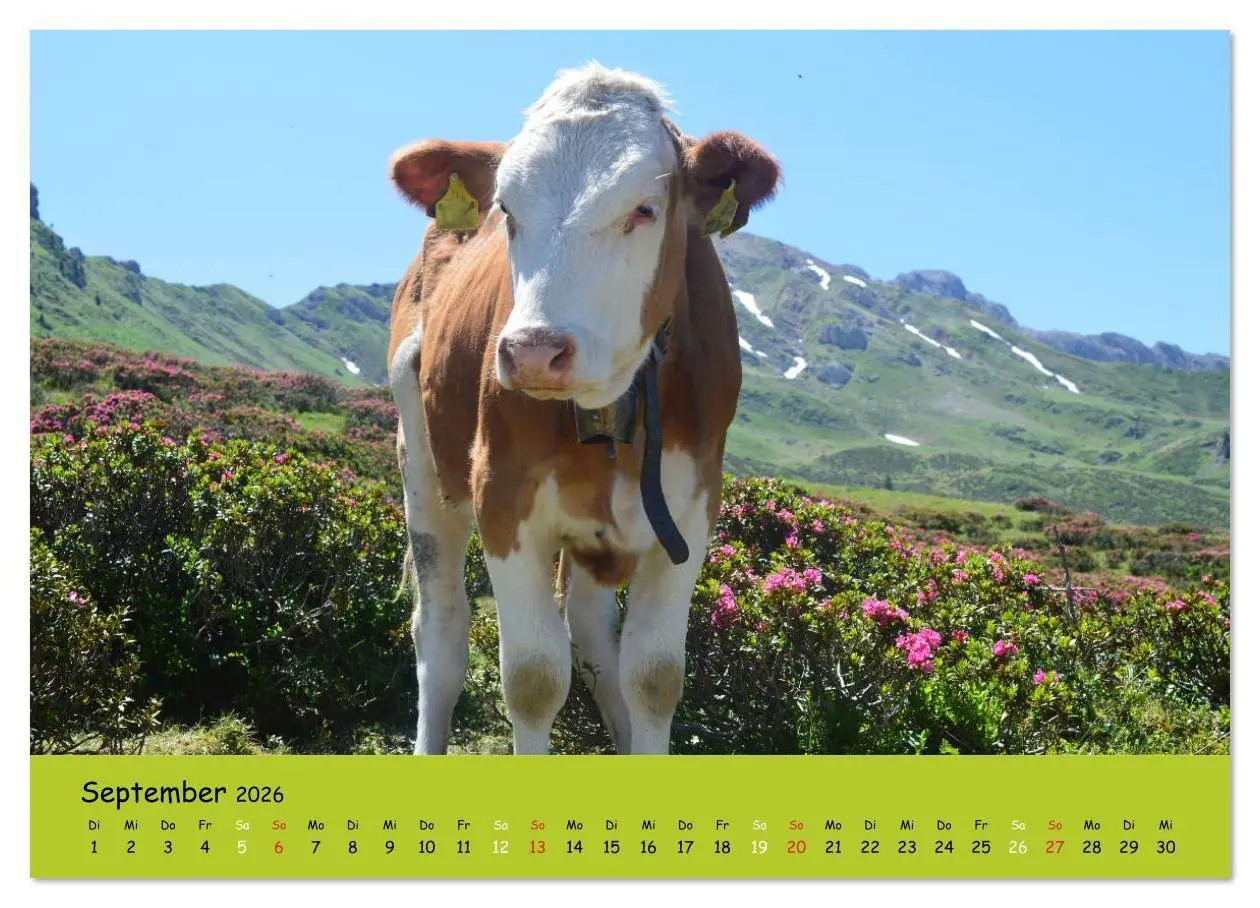 Bild: 9783516629187 | Kühe - Schönheiten der Alpen (Wandkalender 2026 DIN A4 quer),...