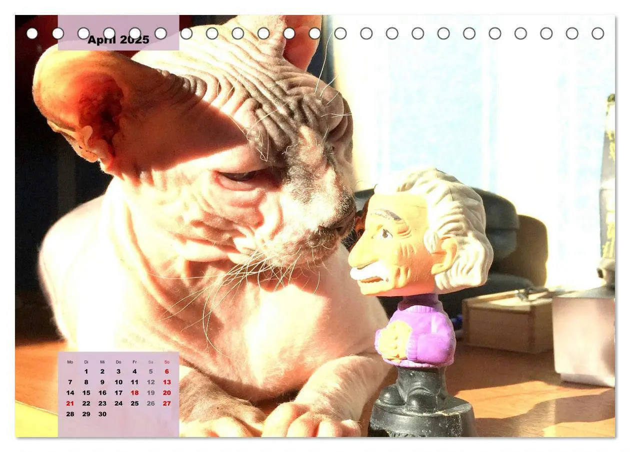 Bild: 9783435049387 | Sphinx. Grazile und anmutige Nacktkatzen (Tischkalender 2025 DIN A5...