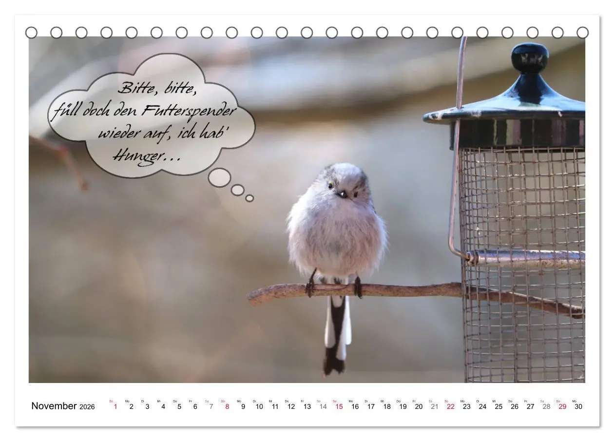 Bild: 9783457679487 | Vögel mit Humor (Tischkalender 2026 DIN A5 quer), CALVENDO...