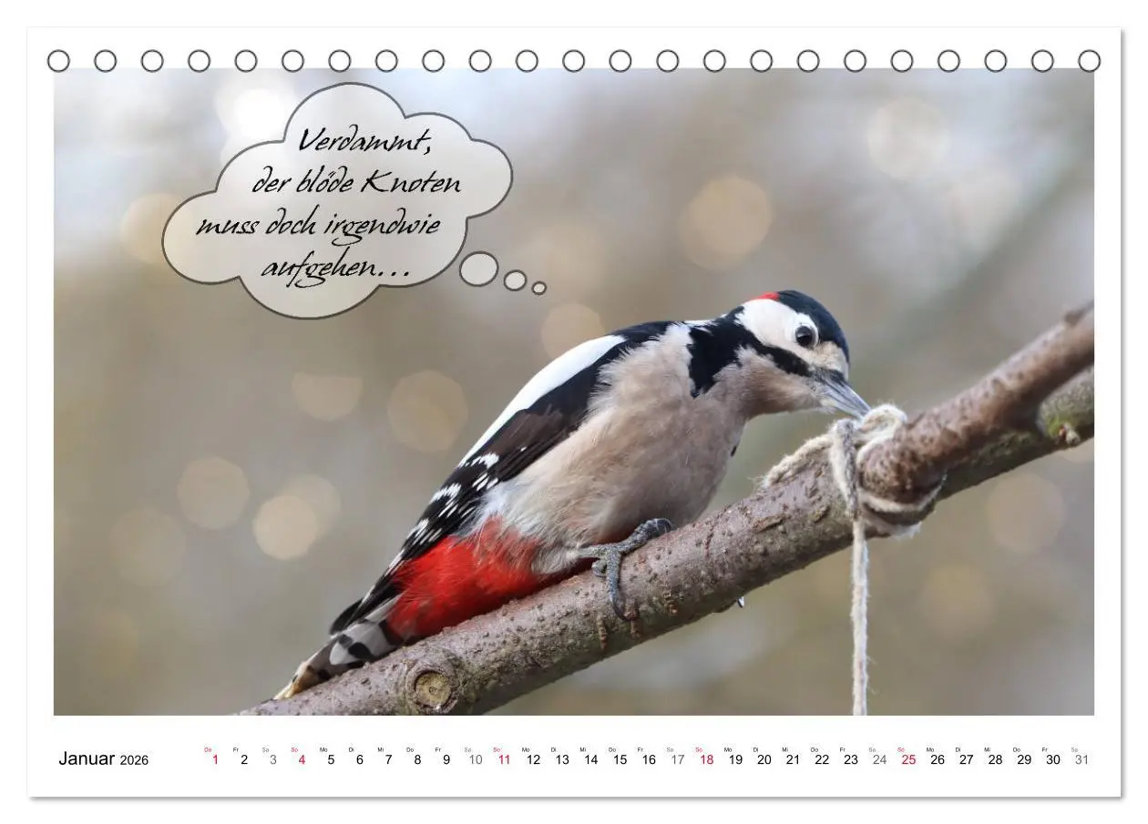Bild: 9783457679487 | Vögel mit Humor (Tischkalender 2026 DIN A5 quer), CALVENDO...