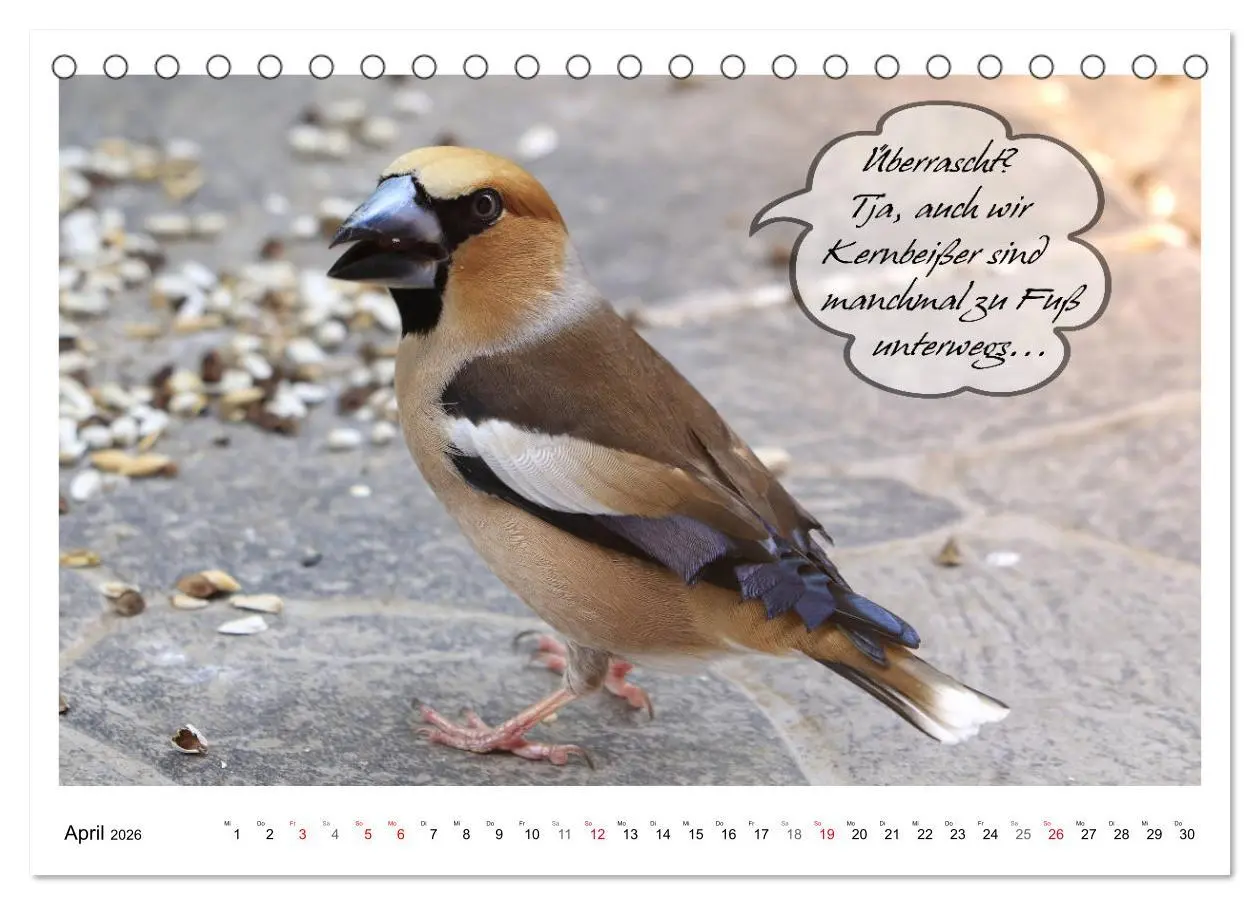 Bild: 9783457679487 | Vögel mit Humor (Tischkalender 2026 DIN A5 quer), CALVENDO...