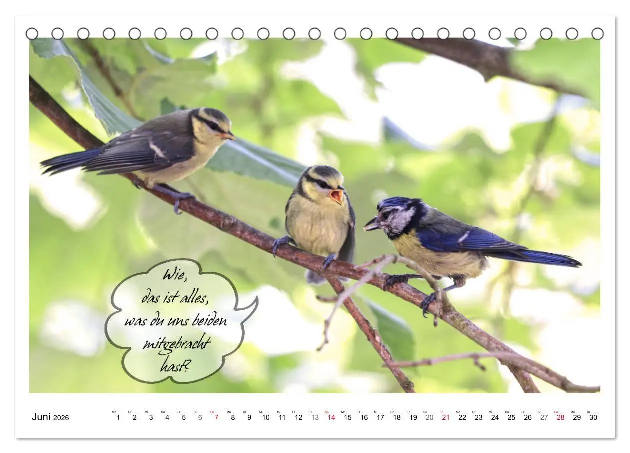 Bild: 9783457679487 | Vögel mit Humor (Tischkalender 2026 DIN A5 quer), CALVENDO...