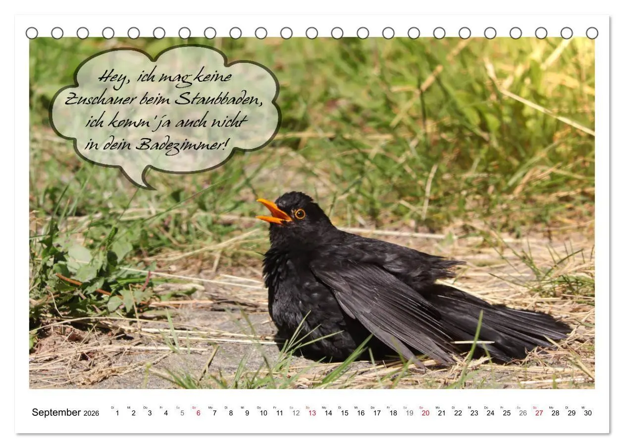 Bild: 9783457679487 | Vögel mit Humor (Tischkalender 2026 DIN A5 quer), CALVENDO...