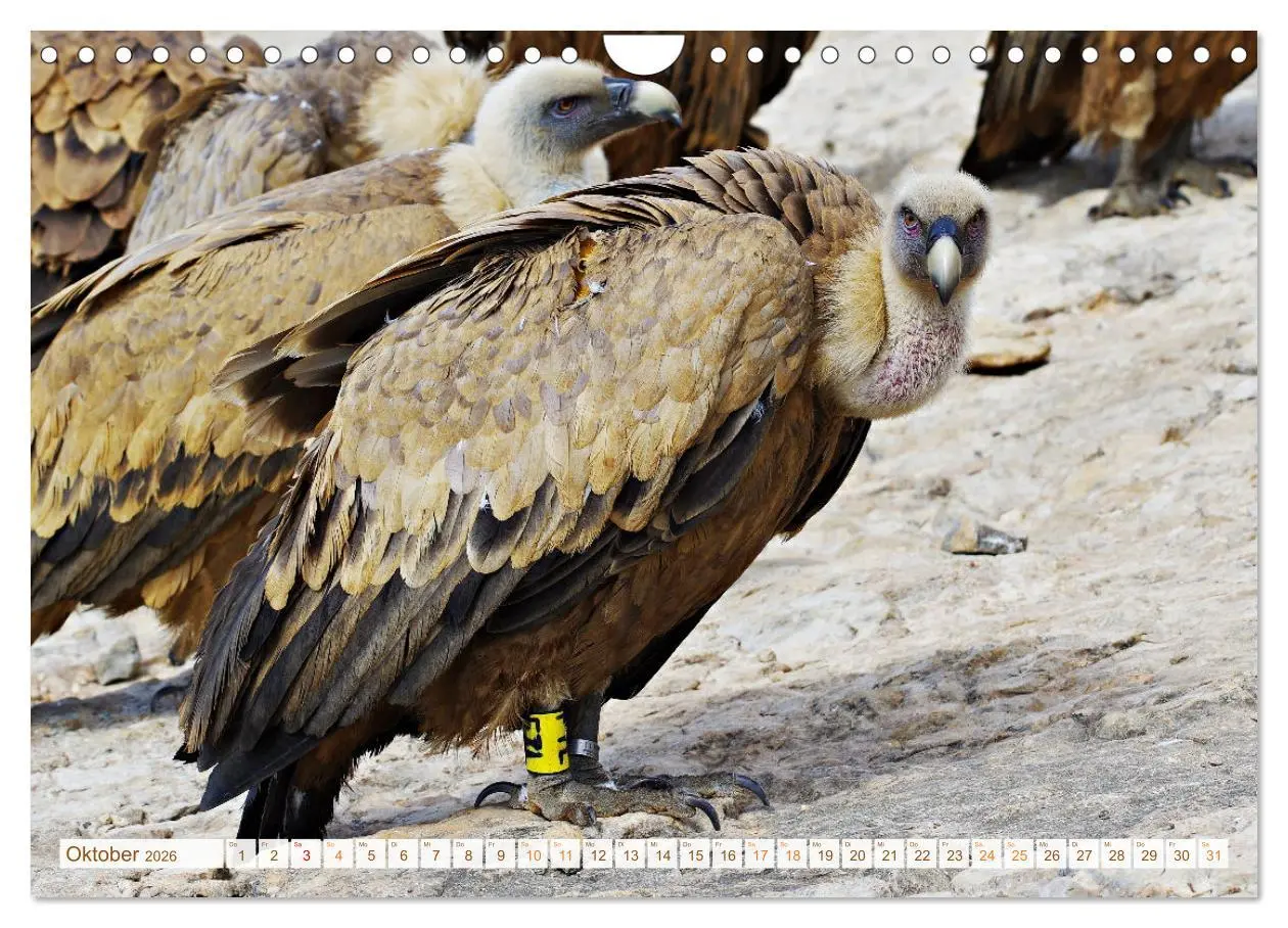 Bild: 9783457359587 | Geier - die Gesundheitspolizei! (Wandkalender 2026 DIN A4 quer),...