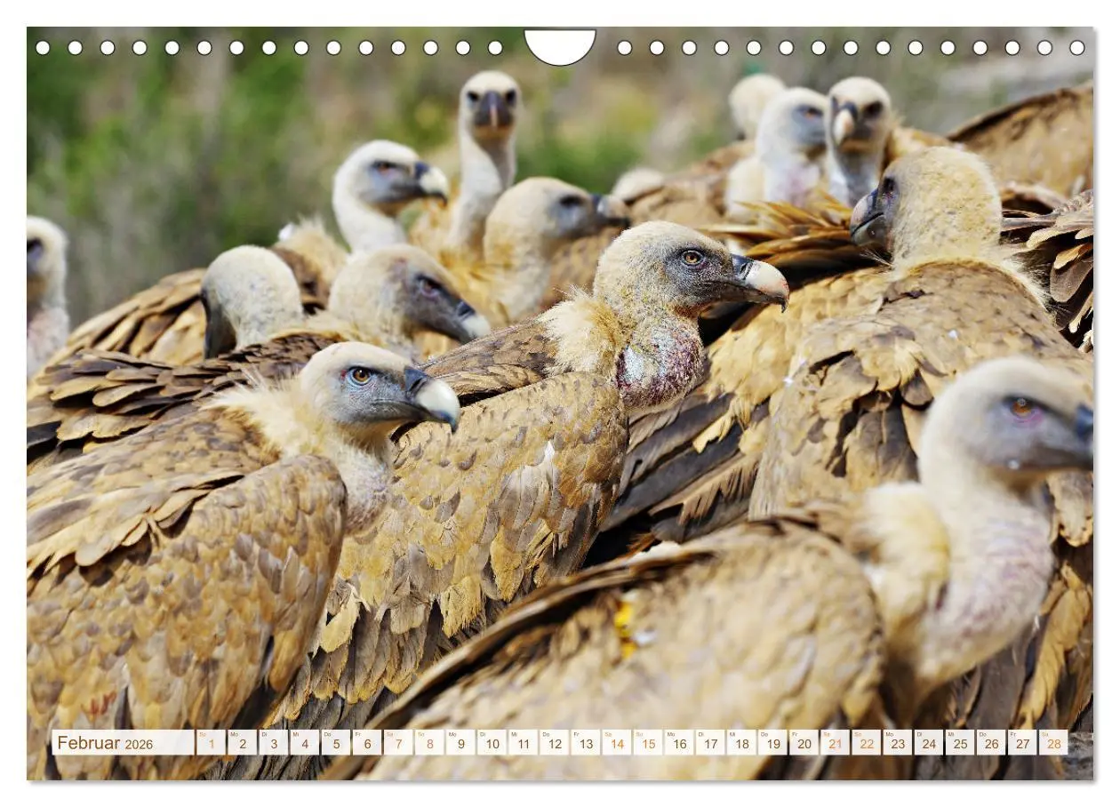 Bild: 9783457359587 | Geier - die Gesundheitspolizei! (Wandkalender 2026 DIN A4 quer),...
