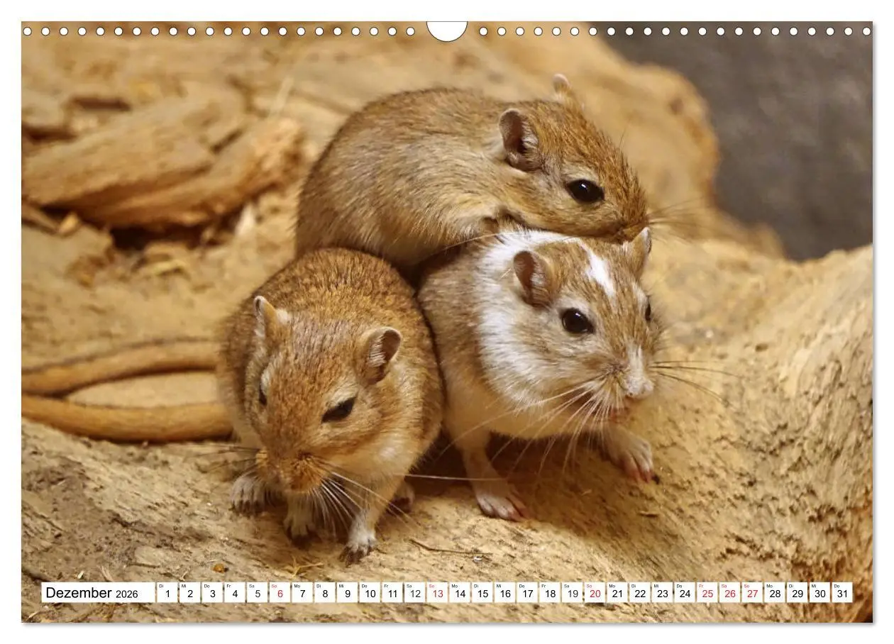 Bild: 9783457739587 | Niedliche Rennmäuse (Wandkalender 2026 DIN A3 quer), CALVENDO...