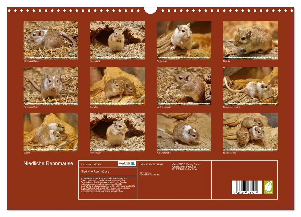 Bild: 9783457739587 | Niedliche Rennmäuse (Wandkalender 2026 DIN A3 quer), CALVENDO...