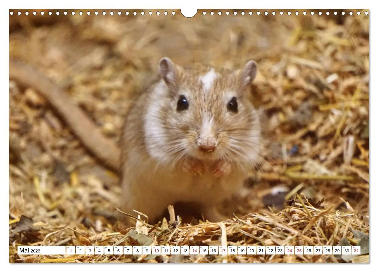 Bild: 9783457739587 | Niedliche Rennmäuse (Wandkalender 2026 DIN A3 quer), CALVENDO...