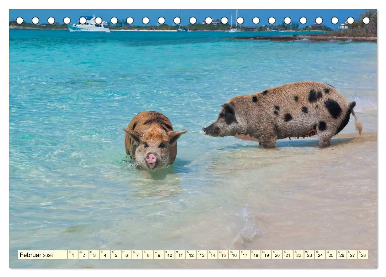 Bild: 9783457969687 | Schwimmende Schweine (Tischkalender 2026 DIN A5 quer), CALVENDO...