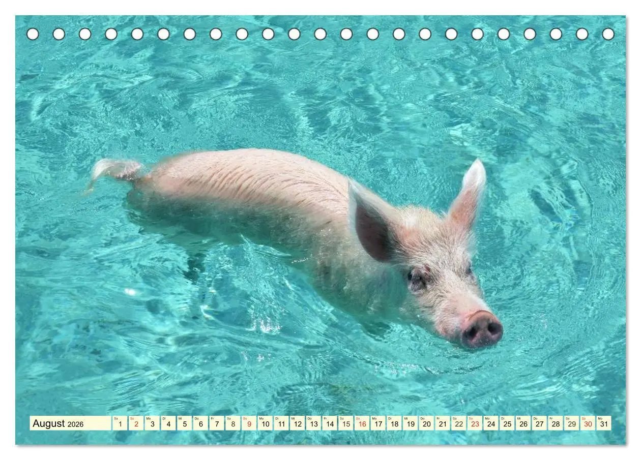 Bild: 9783457969687 | Schwimmende Schweine (Tischkalender 2026 DIN A5 quer), CALVENDO...