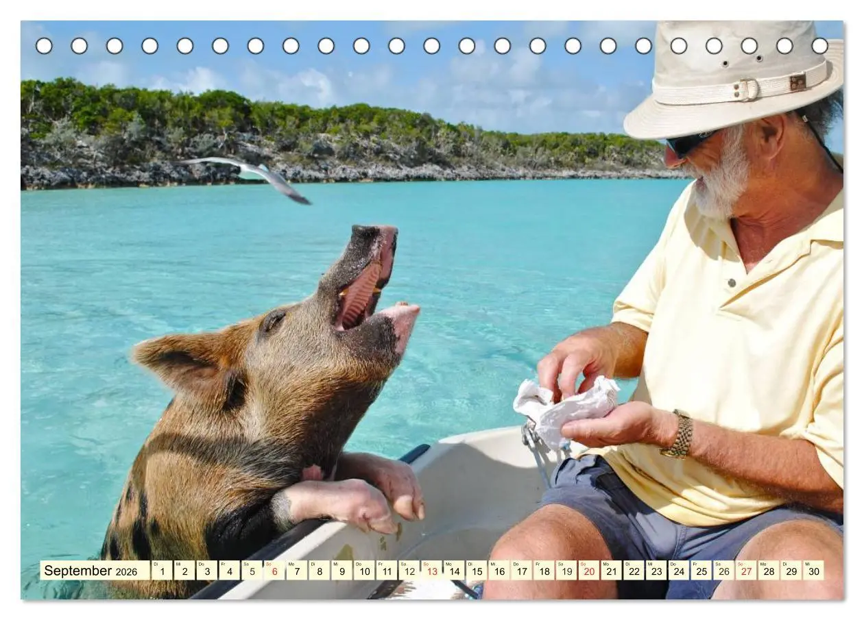 Bild: 9783457969687 | Schwimmende Schweine (Tischkalender 2026 DIN A5 quer), CALVENDO...