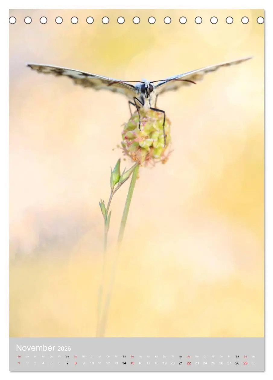 Bild: 9783516429787 | Schmetterlinge - Gaukler im Wind (Tischkalender 2026 DIN A5 hoch),...