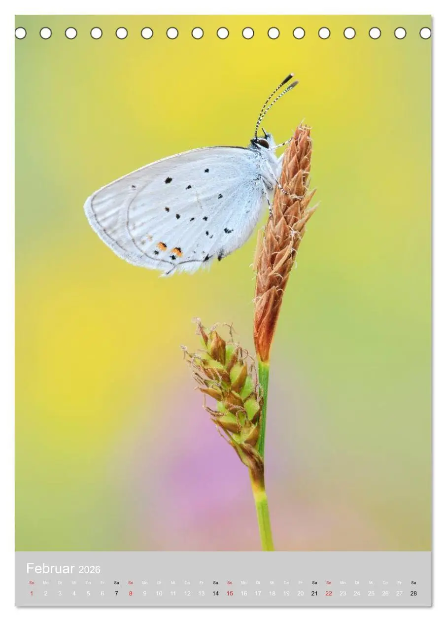 Bild: 9783516429787 | Schmetterlinge - Gaukler im Wind (Tischkalender 2026 DIN A5 hoch),...