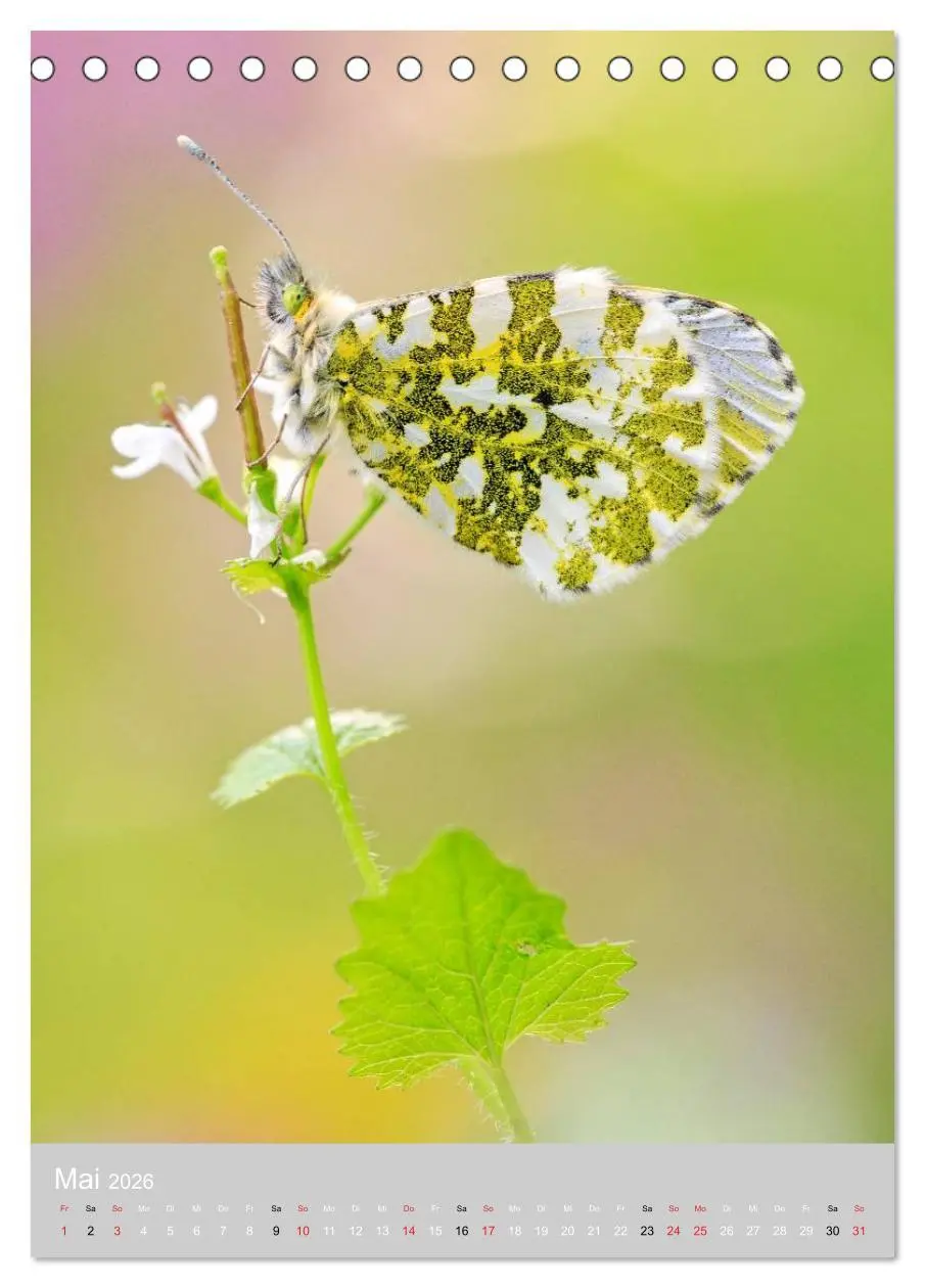 Bild: 9783516429787 | Schmetterlinge - Gaukler im Wind (Tischkalender 2026 DIN A5 hoch),...