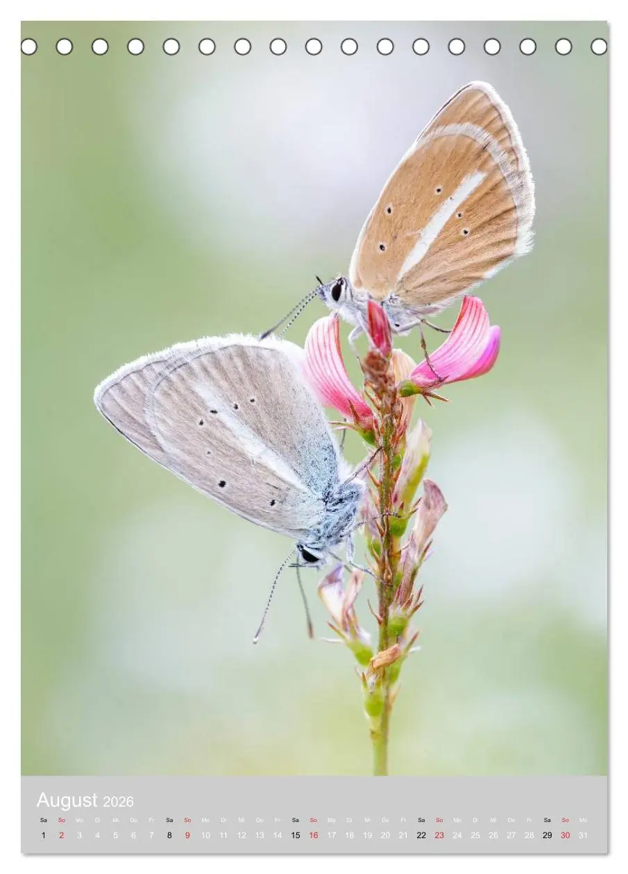 Bild: 9783516429787 | Schmetterlinge - Gaukler im Wind (Tischkalender 2026 DIN A5 hoch),...