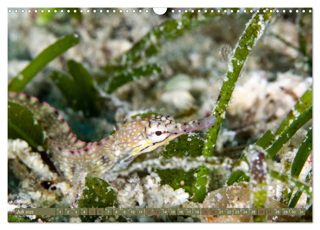 Bild: 9783435410088 | Tauchen, Fische und Meer (Wandkalender 2025 DIN A3 quer), CALVENDO...