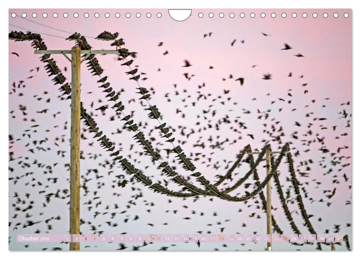 Bild: 9783457290088 | Rabenvögel: Schwarz, schlau, schön (Wandkalender 2026 DIN A4 quer),...