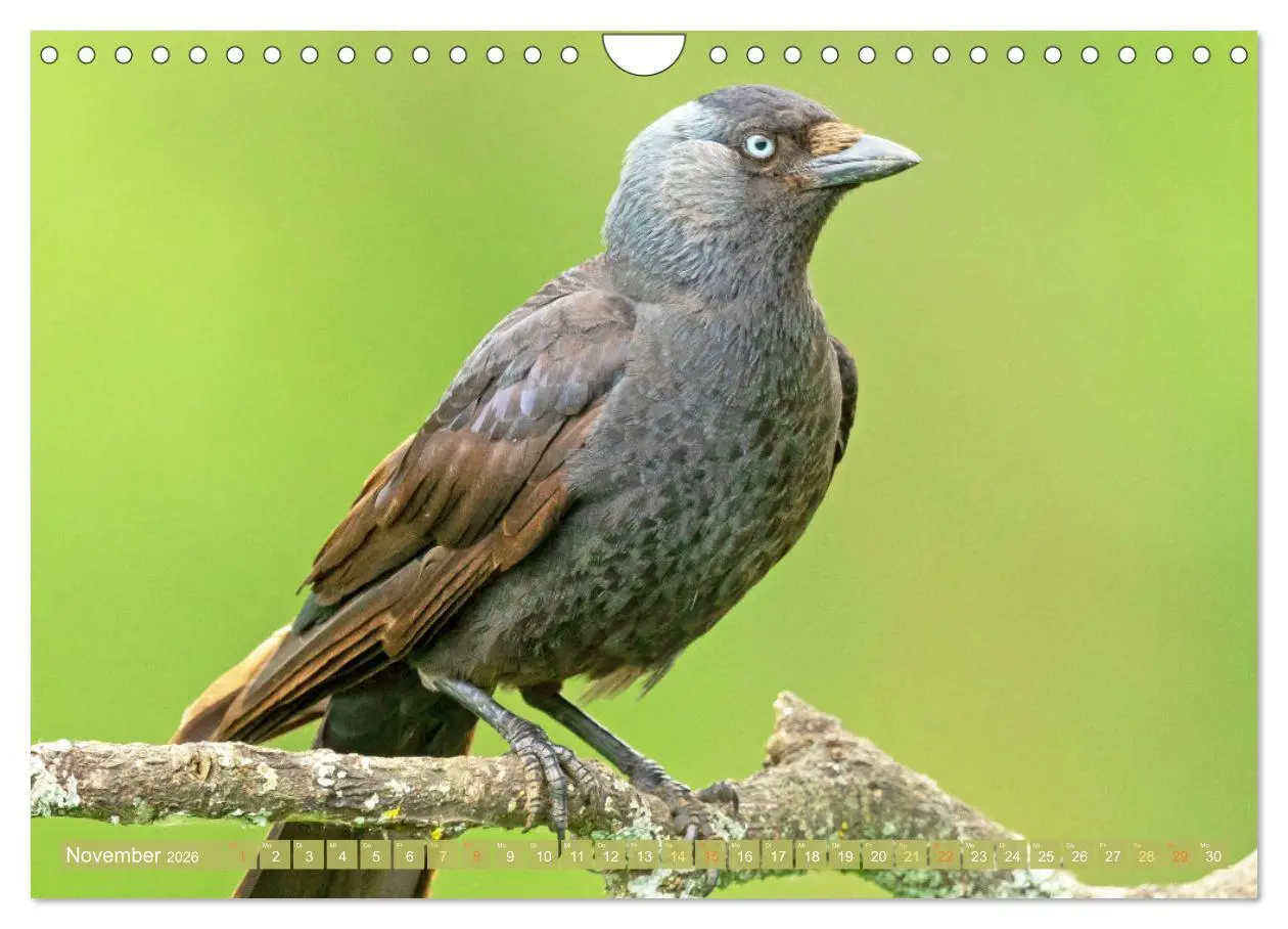 Bild: 9783457290088 | Rabenvögel: Schwarz, schlau, schön (Wandkalender 2026 DIN A4 quer),...