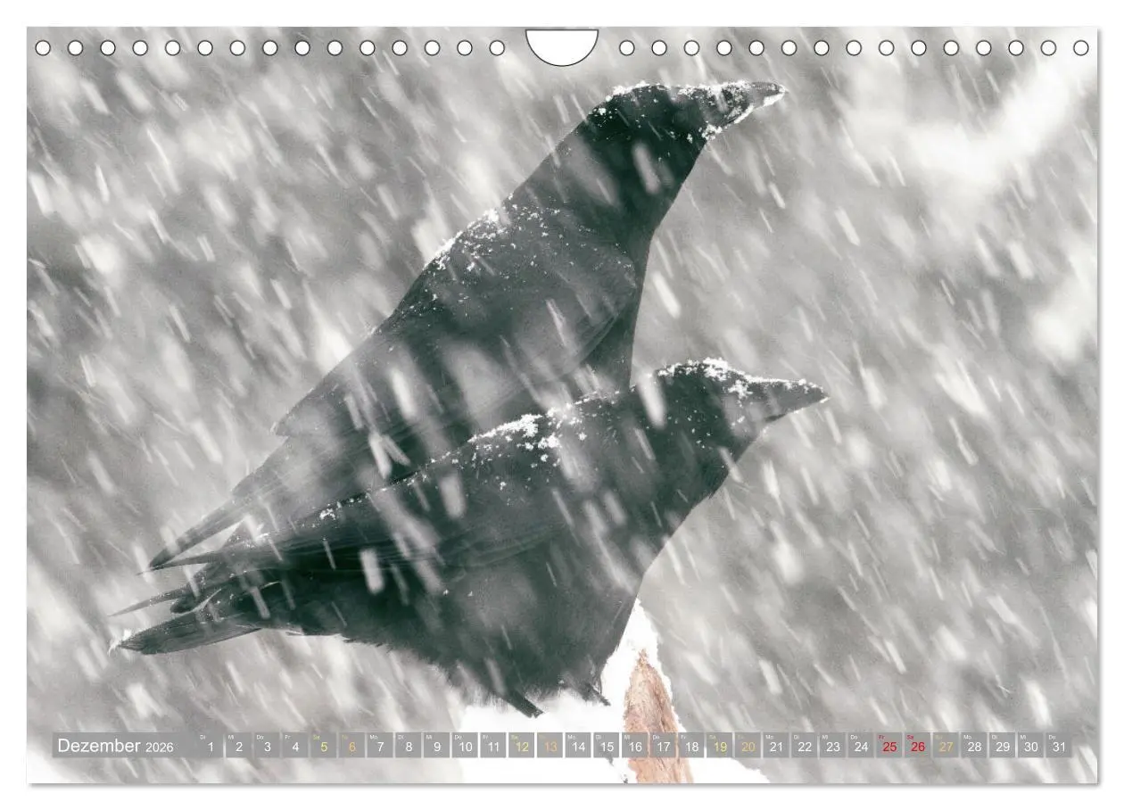 Bild: 9783457290088 | Rabenvögel: Schwarz, schlau, schön (Wandkalender 2026 DIN A4 quer),...