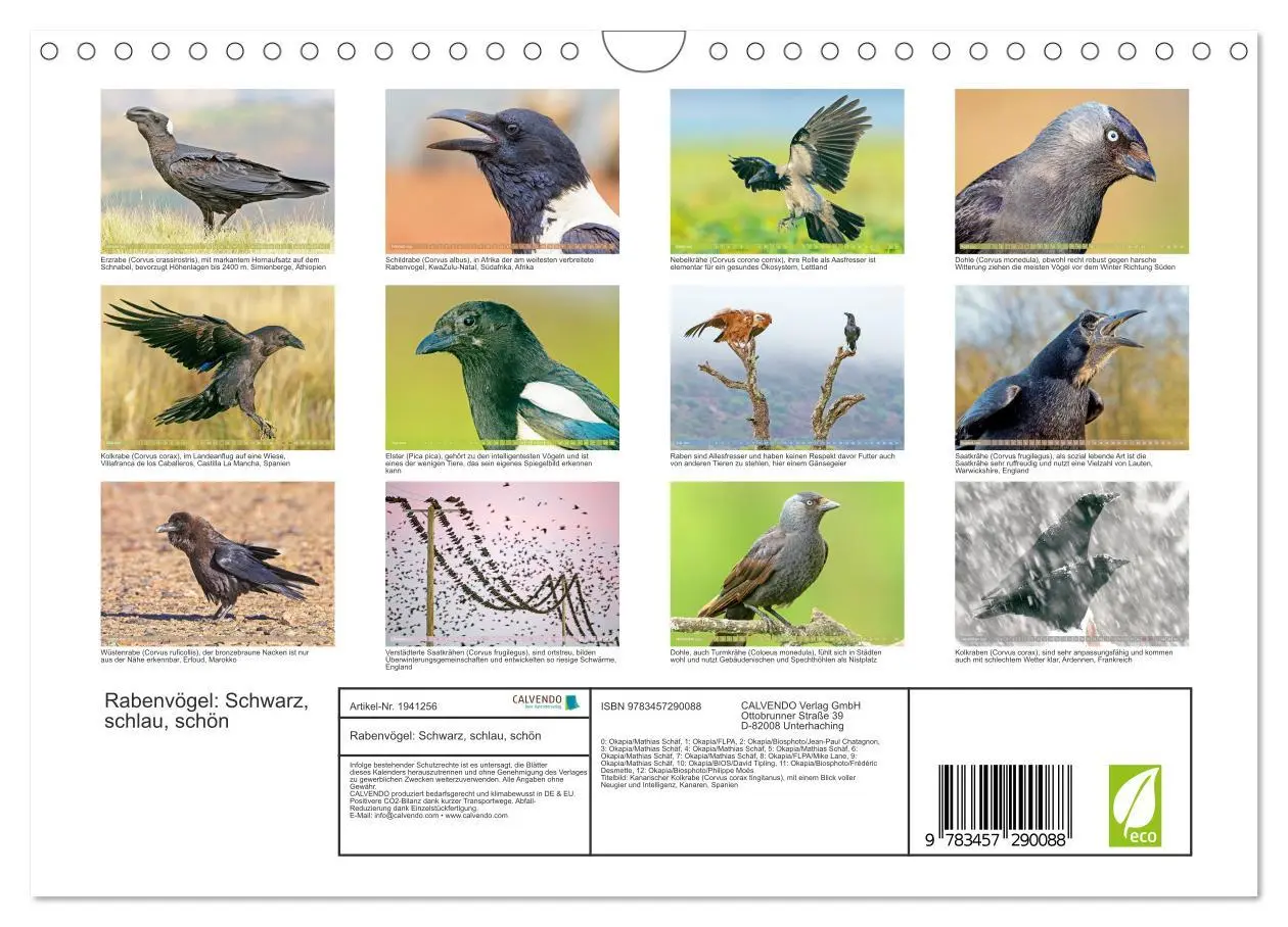 Bild: 9783457290088 | Rabenvögel: Schwarz, schlau, schön (Wandkalender 2026 DIN A4 quer),...