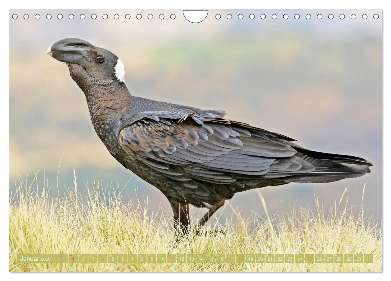 Bild: 9783457290088 | Rabenvögel: Schwarz, schlau, schön (Wandkalender 2026 DIN A4 quer),...